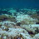 Coral bleaching in Guam. Photo Courtesy: David Burdick/NOAA
